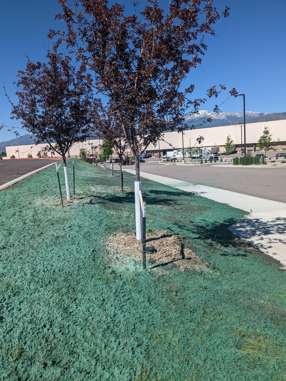 Floor_&_Decor_Landscape_Trees